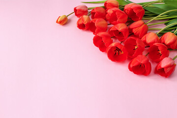 red tulips in close-up lie on a pink background of a copy space