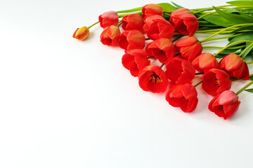 Red tulips on a white background. A bouquet of flowers. Greeting card for March 8
