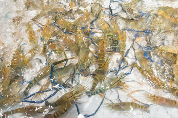 Fresh prawns in a grilled buffet restaurant in Thailand