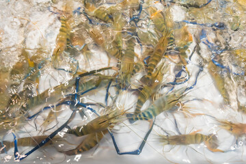 Fresh prawns in a grilled buffet restaurant in Thailand