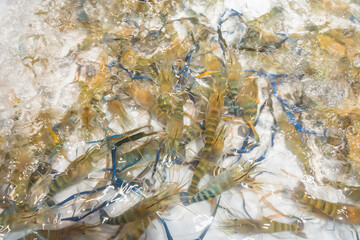 Fresh prawns in a grilled buffet restaurant in Thailand