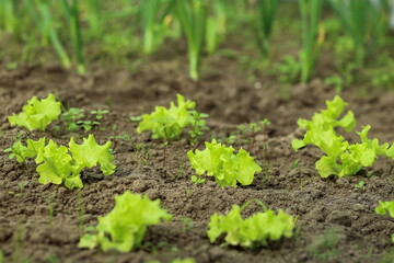 young lettuce seedlings planted in the open ground, the concept of vegetarianism