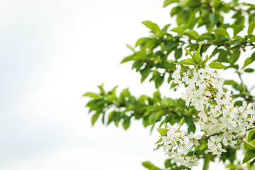 blooming with small white flowers delicate aerial branch on the background of a sky