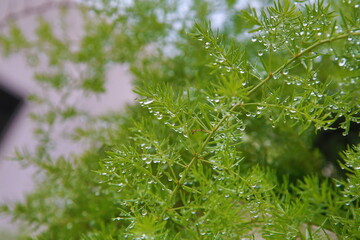 green grass with dew drops