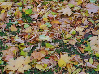 autumn leaves in the park