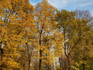 autumn in the forest