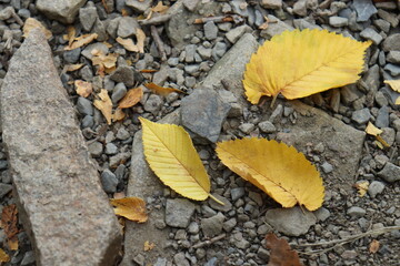 autumn leaves on the ground 