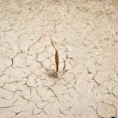 Plant in dried cracked mud, Dry cracked earth and a dying plant . Climate change.