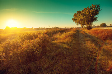 Fototapeta na wymiar Rural landscape in the evening. Tree in the field against sunset sky in autumn