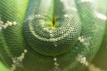 緑色の蛇　ミドリニシキヘビ