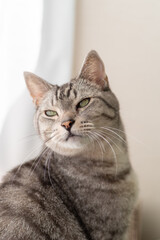 眩しそうな顔　サバトラ猫