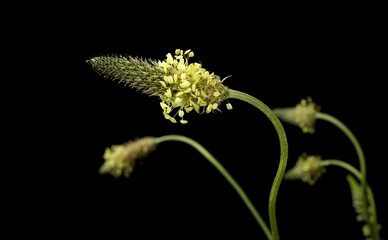 Plantago lanceolata is a species of flowering plant, common names ribwort plantain, narrowleaf plantain, English plantain, ribleaf,lambs tongue, and buckhorn