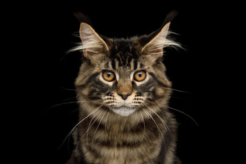 Close-up Portrait of Maine Coon cat with tassels on its ears and looking at the camera, isolated on black background, front view