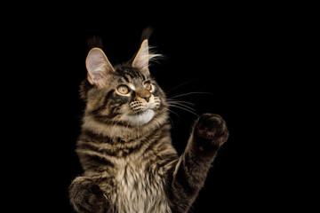 Fototapeta na wymiar Portrait of Maine Coon Cat with tassels on its ears Raising up paw, isolated on black background
