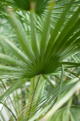 Obraz na płótnie Canvas Green leaf of a palm tree.