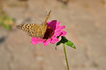 View of colorful flowers with butterfly in Poyrazlar public park in Sakarya, Turkey.