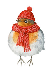 Cute winter bird in a scarf and hat. Watercolor illustration for Christmas or New Year.