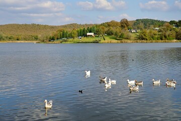 https://esp.gettyimages.com/contribute/batches/21816191#:~:text=View%20of%20ducklings%20on%20Poyrazlar%20Lake%20in%20Sakarya%20district%20of%20Turkey.