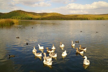 https://esp.gettyimages.com/contribute/batches/21816191#:~:text=View%20of%20ducklings%20on%20Poyrazlar%20Lake%20in%20Sakarya%20district%20of%20Turkey.