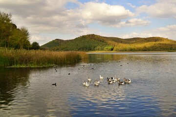 https://esp.gettyimages.com/contribute/batches/21816191#:~:text=View%20of%20ducklings%20on%20Poyrazlar%20Lake%20in%20Sakarya%20district%20of%20Turkey.