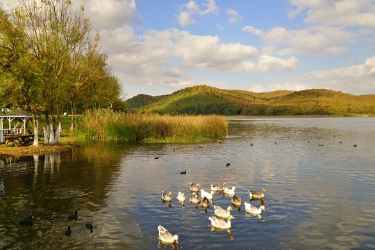https://esp.gettyimages.com/contribute/batches/21816191#:~:text=View%20of%20ducklings%20on%20Poyrazlar%20Lake%20in%20Sakarya%20district%20of%20Turkey.