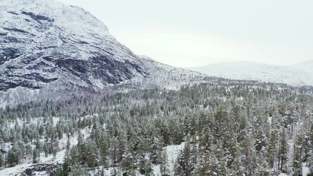 Snowscape Coniferous Forest With Rugged Mountains At Innlandet County, Dovre In Norway. Aerial