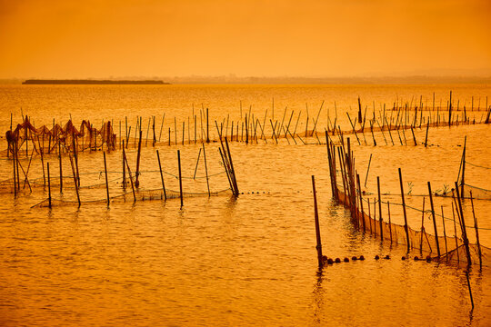 Rice Plantation At Sunset In La Albufera Natural Park. Valencia