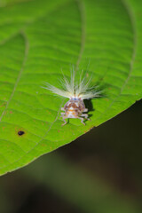 natural Passionvine hopper insect macro photo