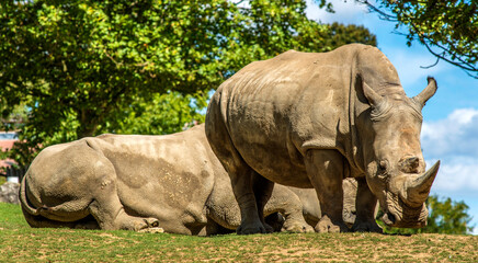 Obraz premium Couple de rhinocéros à Saint-Aignan, Loir-et-Cher, France