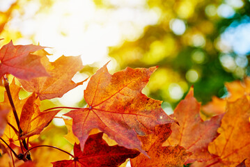 Autumn background. Colorful maple leaves with sun light, close up
