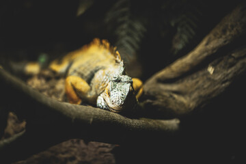 iguana