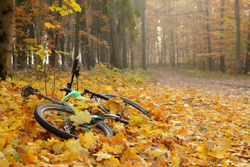 Jesienny las z rowerem w liściach