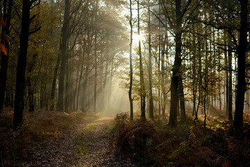 Jesienny las w porannym słońcu