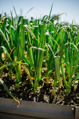 Garlic growing in vegetable garden ready to harvest