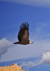 eagle in flight