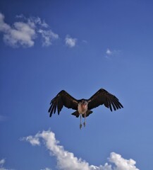 Obraz premium vulture in flight