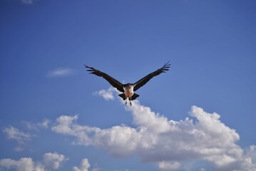 eagle in flight