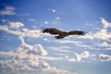 eagle in the sky