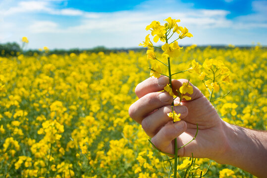 Canola flowers being held in human hand on oilseed feeld background
