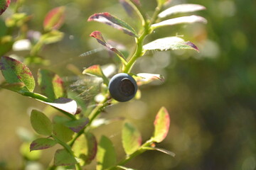 blueberries in the forest