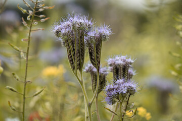Obraz premium flowers in the garden