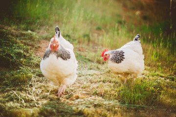 Naklejka na ściany i meble Two Light Sussex chickens free ranging on farm in late afternoon light