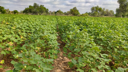 Fototapeta na wymiar Young cotton crop field, landscape view