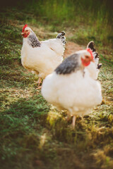 Two Light Sussex chickens free ranging on farm in late afternoon light