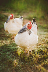 Two Light Sussex chickens free ranging on farm