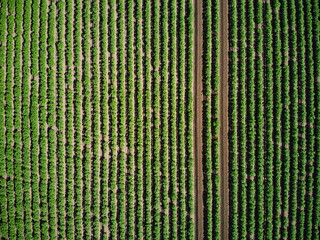 potato crop aerial view