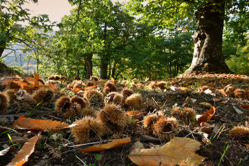 Autumn, centuries-old chestnut forest in the Tuscan mountains. Time for the chestnut harvest. Close up of chestnuts and hedgehogs on the ground. Shot from below. Typical fresh autumn fruits.