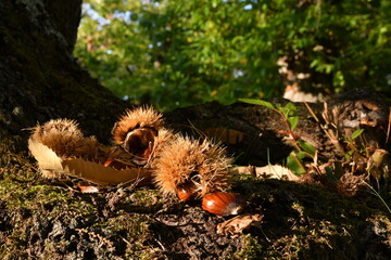 Autumn, centuries-old chestnut forest in the Tuscan mountains. Time for the chestnut harvest. Close up of chestnuts and hedgehogs on the ground. Shot from below. Typical fresh autumn fruits.