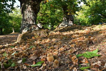 Autumn, centuries-old chestnut forest in the Tuscan mountains. Time for the chestnut harvest. Close up of chestnuts and hedgehogs on the ground. Shot from below. Typical fresh autumn fruits.