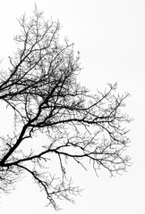 Arbre en hiver à Villereversure, Ain, France